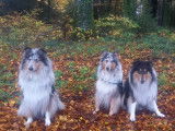 Collies of Amandelina