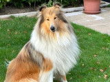 Collies of Amandelina