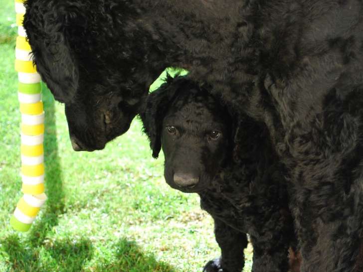 Beautiful Curl of Schwarzseeland
