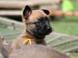 Malinois de la Videmanette