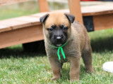 Malinois de la Videmanette