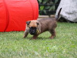 Malinois de la Videmanette
