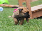 Malinois de la Videmanette