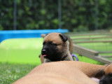 Malinois de la Videmanette