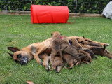 Malinois de la Videmanette