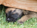 Malinois de la Videmanette