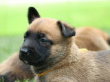 Malinois de la Videmanette