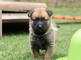 Malinois de la Videmanette