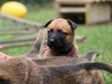 Malinois de la Videmanette