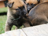 Malinois de la Videmanette
