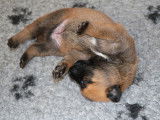 Malinois de la Videmanette
