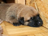 Malinois de la Videmanette