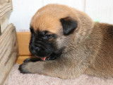 Malinois de la Videmanette
