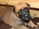Malinois de la Videmanette