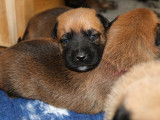 Malinois de la Videmanette
