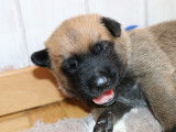 Malinois de la Videmanette