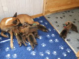 Malinois de la Videmanette