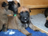 Malinois de la Videmanette