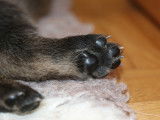 Malinois de la Videmanette