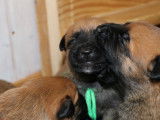 Malinois de la Videmanette