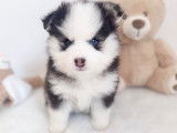 Chiot pomsky yeux vairons