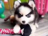 Chiot pomsky noir et blanc