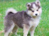 Chiot pomsky femelle bleu