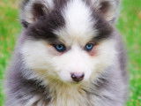 Chiot pomsky bleu
