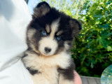 Chiot Femelle pomsky