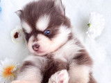 Chiot pomsky yeux bleus