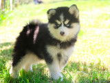 Chiot pomsky noir et blanc
