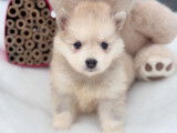 Chiot pomsky sable