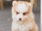 Chiot pomsky chocolat dilué