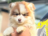 Chiot pomsky chocolat