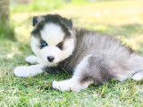 Chiot pomsky gris loup