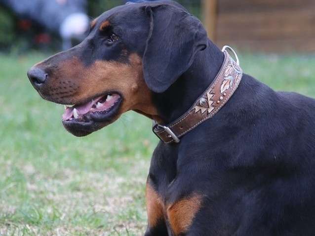 CynoDogs08