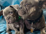 Tyson et sa maman bébé bouledogue français