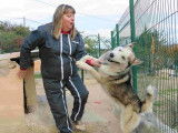Chien dans son enclos