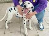 Du Verger des Beaurepaires
