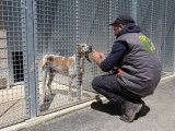 Les boxes à chien