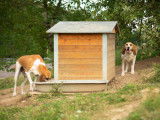 Les parcs chiens à l'avant