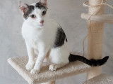 A l'intérieur de la chatterie