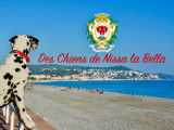 Des chiens de Nissa La Bella
