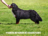 Du Verger des Beaurepaires