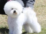 Club des Bichons et des Petits Chiens Lions