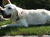 De La Petite Vallée Des Chiens