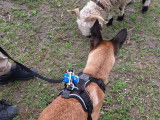 Debons'Chien