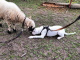 Debons'Chien
