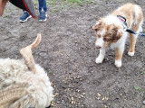 Debons'Chien