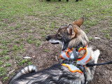 Debons'Chien